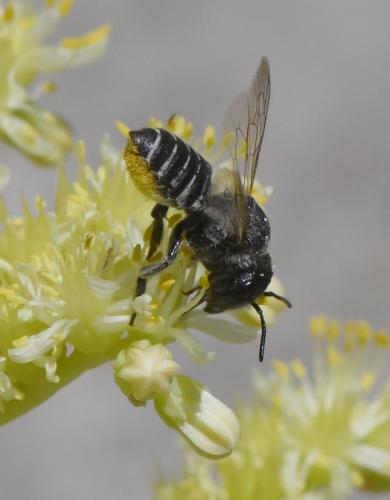 Réf. 262 986 : Megachile sp.